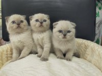 Mükemmel yüz yapısına sahip scottish fold bebeklerimiz