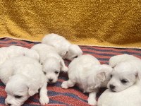 SIFIR NUMARA MALTESE KÖPEKLER
