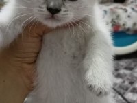 Silver british shorthair bebelerimiz hazır