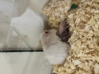 Suriye hamster yavruları