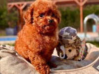 Eğitilebilir Toy Poodle Yavruları ile Evinize Neşe Katın