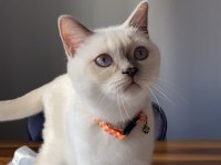 British Shorthair Blue Point 5 Aylık Yavru