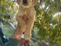Golden retriever yavrularımız