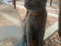 British Shorthair Erkek