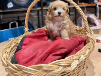 Muhteşem Maltipoo Bıcırıklar