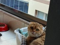 Golden Scottish Fold