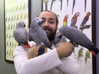 FULL EVCİL ÜST DÜZEY KONUŞAN JAKO PAPAĞANLARIMIZ