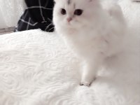 GÜZEL SCOTTİSH KIZIMA SICAK BİR YUVA