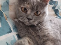 British shorthair kedimiz eşyaları ile sahiplendirilecektir