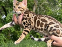 Üst kaliteli bengal erkek