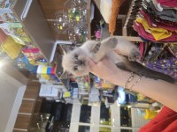 British Shorthair Erkek