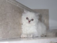 Scottish Fold yavru kedimiz