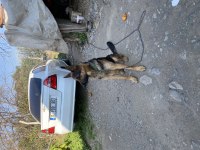 ALMAN KURDU DİŞİ