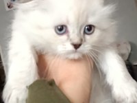 Ücretli sahiplendirme british longhair