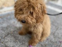Toy Poodle 5 Aylık