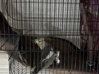 Grey Yavru Erkek Sultan Papağanı