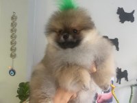 3 Aylık Yavru Pomeranian Boo