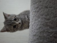 British shorthair erkek sahiplendirme