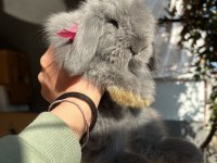 Hollanda lop tavşan yavrular her yere gönderim
