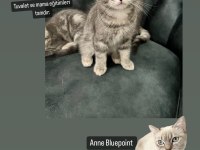 British shorthair oğlumuz yeni ailesini arıyor