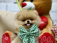 Pomeranian boo ayıcık bebekler