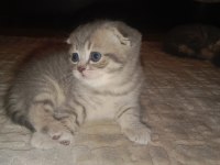 Scottish fold yavrularına yuva arıyorum