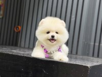 Sağlık ve ırk garantili Pomeranian Boo yavru