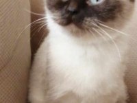British shorthair çikolata point