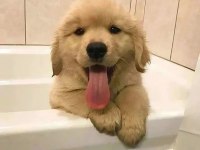 Evinizin neşesi doberman her yere kapıda öde