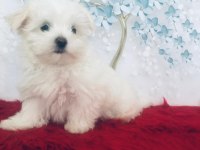 Maltese Yakışıklım