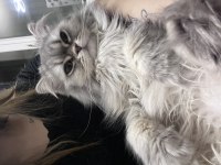 KEDİMİZ PASCAL İÇİN ÖMÜRLÜK YUVA ARIYORUZ