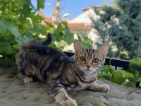 Charcol Bengal Kedisi Dişi