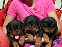 Rottweiler Yavrularımız