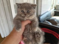 45 günlük scottish fold Yavrularım