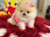Mini Boy Prenses Pomeranian