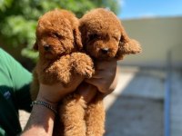 KOYU RENK TOY KORE POODLE YAVRULAR