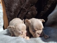 NEW SHADE İSABELLA DİŞİ FRENCH BULLDOG YAVRULAR