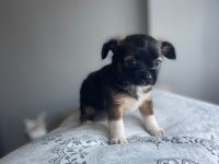 Mavi gözlü özel chihuahua istanbul
