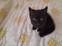 Scottish Fold Ve British Shorthair Yavruları Özel Renkler