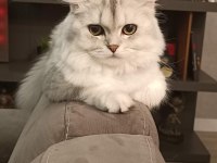 1.5 Yaşında Safkan British Longhair - Tamamen Ücretsiz