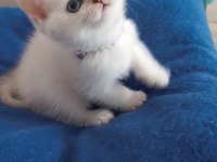 Silver british longhair
