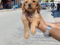 A+ Amerikan Cocker yavrumuz