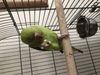 Pakistan papağanı