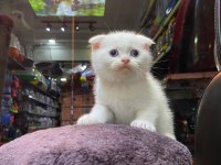 Scottish fold ve british her cins kaliteli yavru kedilerimiz