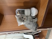 7 adet scottish fold yavrusu