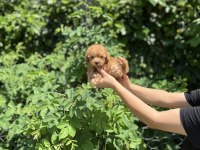 Kore Kan Aşılı Poodle Bebekler