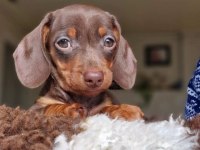 Kısa Tüylü Mini Dachshund Sosis Yavrular
