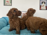 Petmode köpek çiftliğinden toy poodle yavrular