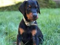 3.5 Aylık Doberman Yavrumuz Mevcuttur