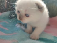 Scottish fold blue point